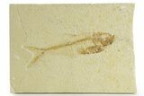 Bargain, Fossil Fish (Diplomystus) - Wyoming #363811-1